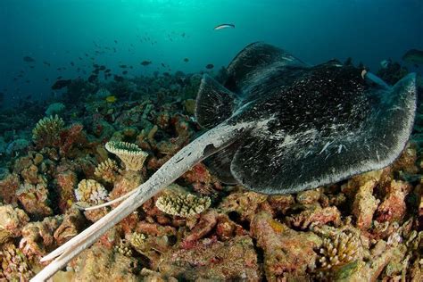 Can You Eat Stingray Best Way To Cook Delicious