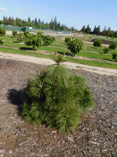 Jeffrey pine (Pinus jeffreyi) | California State University Stanislaus