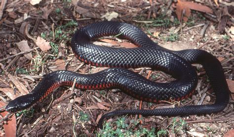 Red-bellied Black Snake - The Australian Museum