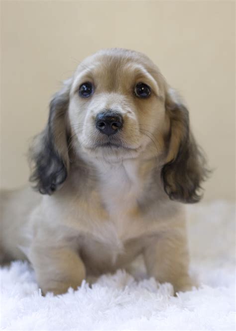 Adopt Dachshund Puppies - Adopt Dogs & Cats on PuppiesNation