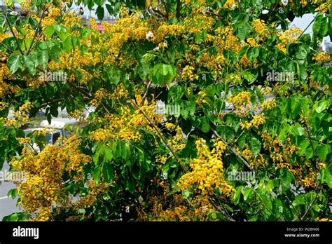 Pterocarpus Macrocarpus O Padauk De Birmania Es Un árbol Nativo De Los