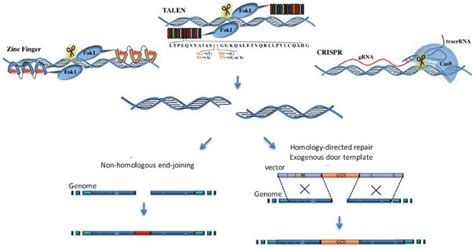 Crispr Cas9 Animation