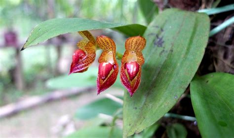 Menyelamatkan Anggrek Hutan, Menyelamatkan Kehidupan