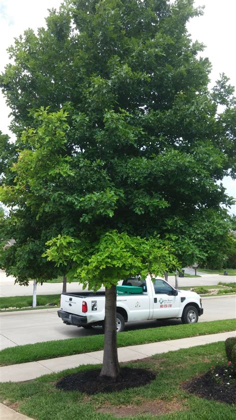 Understanding And Managing Iron Chlorosis In Trees