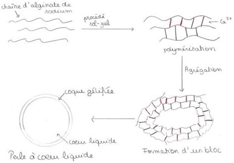 TP de cuisine moléculaire les billes d alginate Le blog Parti Prof