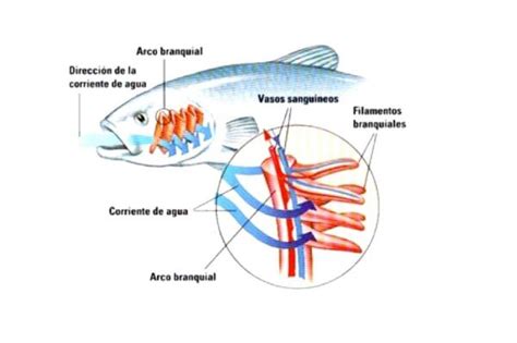 Cómo respiran los peces Todo sobre la respiración de los peces