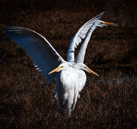 Great Egrets Morro Bay State Park Rookery California Sierra Club