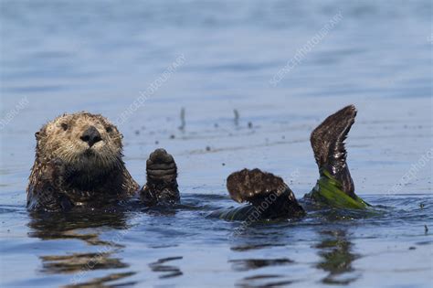 Southern sea otter - Stock Image - F023/2156 - Science Photo Library