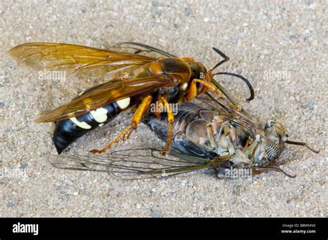 Cicada Killer ( Sphecius speciosus ) paralyzing Cicada Eastern USA Stock Photo, Royalty Free ...