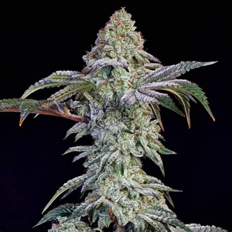 Grandpas Cookies 6 S1 Strain Info Grandpas Cookies 6 S1 Weed By