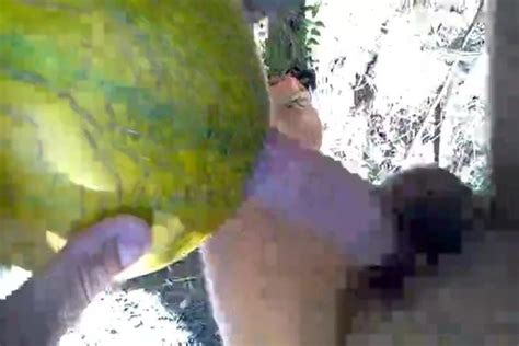 Fuck A Melon Iv Gay Man Porn Xhamster