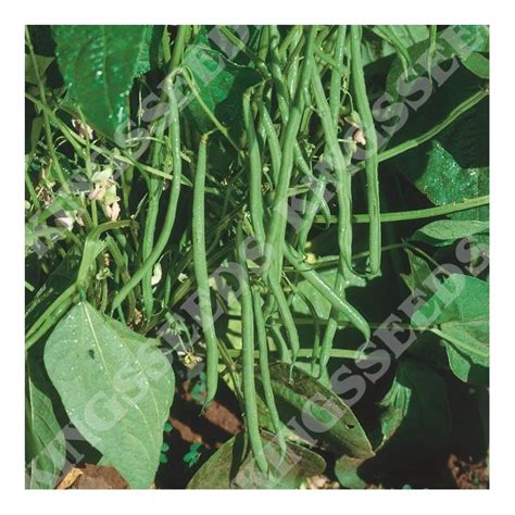 Dwarf French Bean Organdi