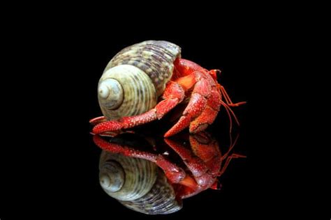 Strawberry Hermit Crab Pictures Az Animals