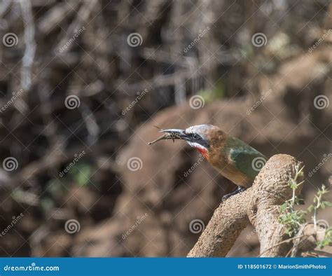 White Fronted Bee Eater Merops Bullockoides With Insect In Beak Stock