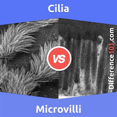 Cilia vs. Microvilli: 6 Key Differences, Pros & Cons, Similarities ...