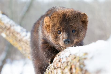 Fisher Cats in Maine - Krebs Creek