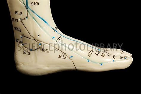 Acupuncture Meridians Foot Acupuncture Meridians Feet