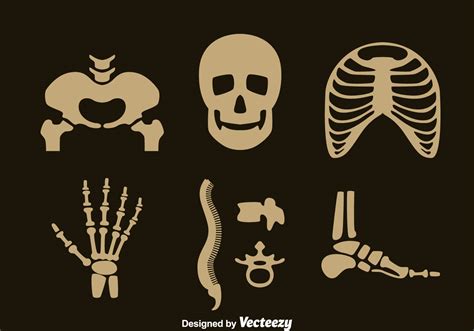 Human Skeleton Vector Set Vector Art At Vecteezy