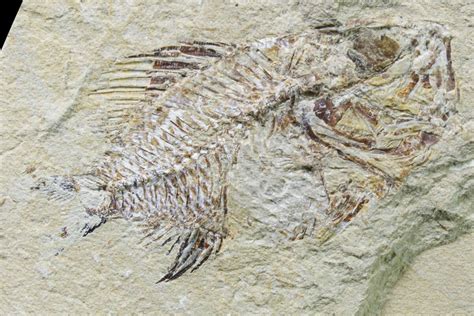 2.5" Cretaceous Fossil Fish (Stichocentrus) - Lebanon (#162735) For ...