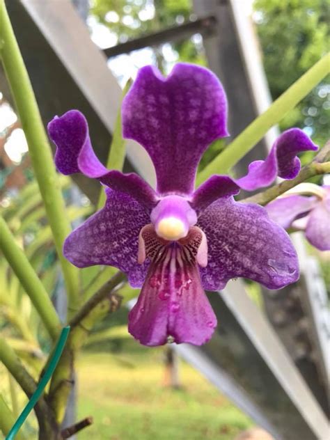 Papilionanda Chao Praya Violet