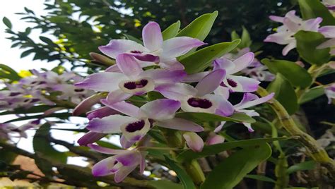 Aprenda a cultivar a estonteante orquídea Olho de Boneca Dendrobium