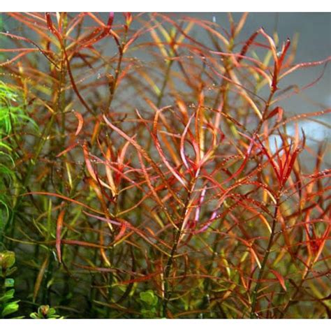 Jual Ludwigia Arcuarta Tanaman Aquascape Plant Shopee Indonesia