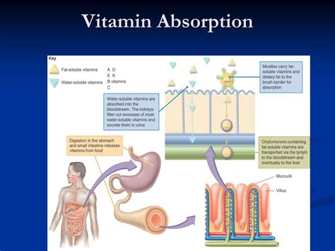 PPT - Chapter 9: The Fat-Soluble Vitamins PowerPoint Presentation, free ... 