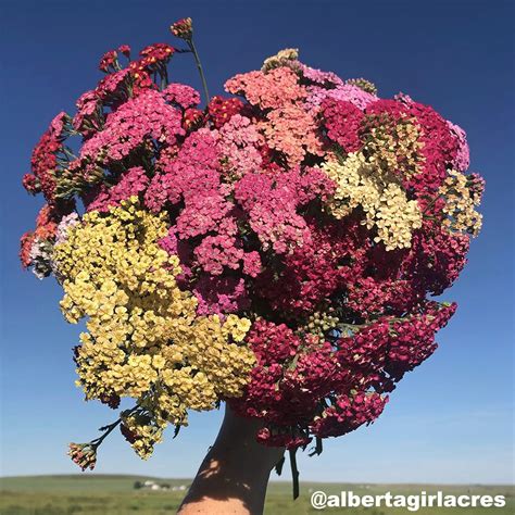 Yarrow Seeds - 7 Yarrows - Perennial Flower Seeds