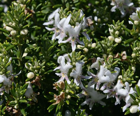 Native Rosemary • Rewild Perth