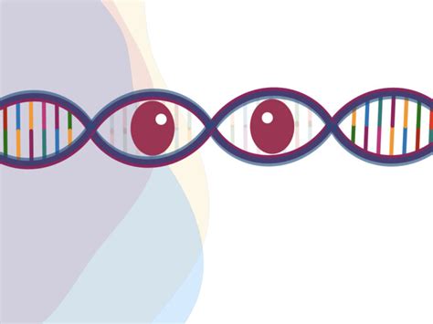 Eye Colour Genes and Genetics – Genetic Education