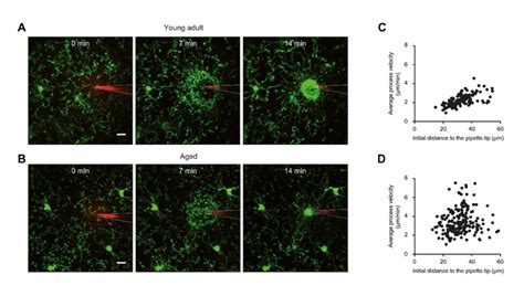 Microglia Encyclopedia Mdpi