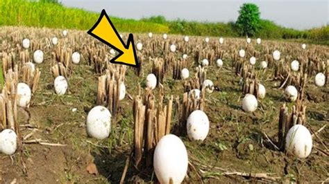 Farmer Spots Eggs Among His Crops He Bursts Into Tears When They