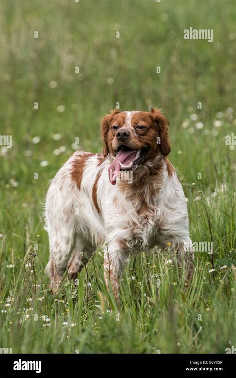 Brittany Spaniel Also Known As Epagneul Breton Or American Brittany