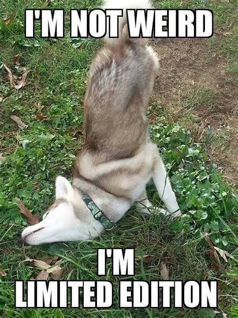 21 Funny Pun Husky Memes That Will Have You Howling