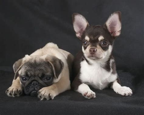 Chihuahua Pug Mix - Complete Guide 2023 - Canine HQ