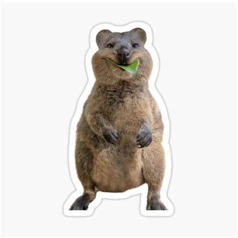 "Smiling Quokka" Sticker for Sale by mentaljazzhands | Redbubble