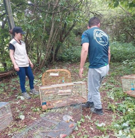 Semace Realiza Soltura De Animais Silvestres Superintend Ncia