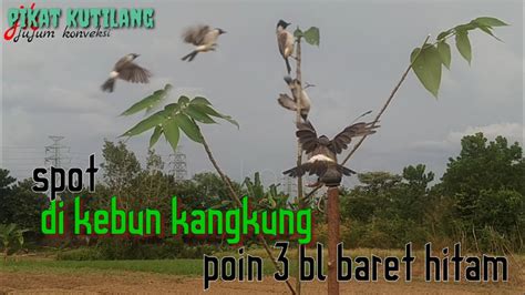 Mikat Burung KUTILANG Di Kebun Kangkung Poin 3 BL Baret Hitam