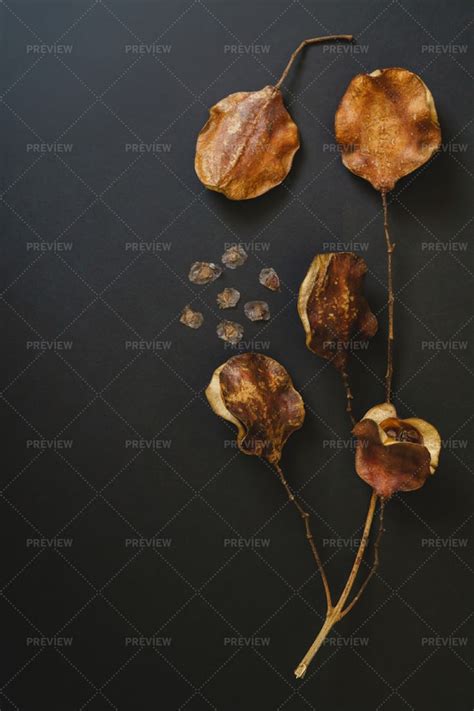 Jacaranda Tree Seeds And Pods - Stock Photos | Motion Array