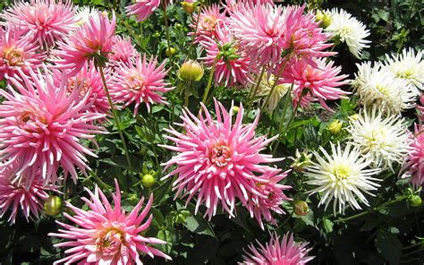 Dahlias Flowers Nature Pink HD Wallpaper Peakpx