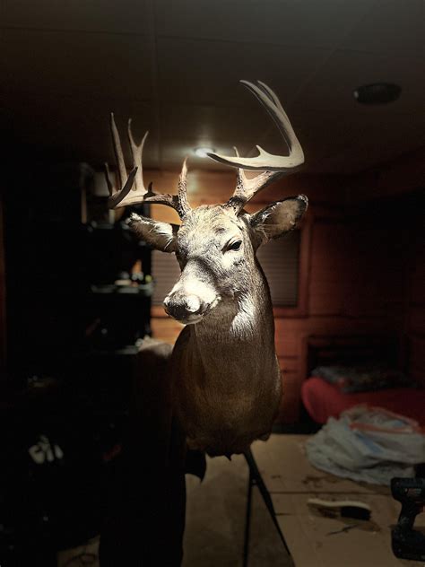 First Buck Shoulder Mount : r/Taxidermy