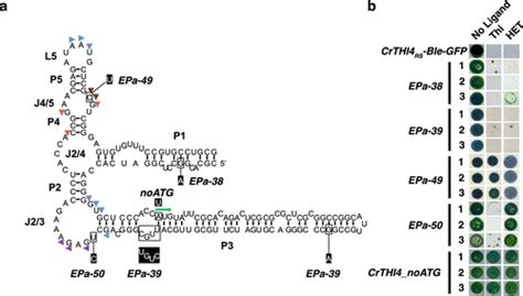 Development Of Novel Riboswitches For Synthetic Biology In The Green