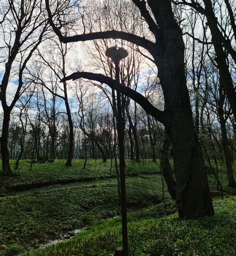 Un Bosque Con Un Letrero Que Dice Nido En L Foto Premium