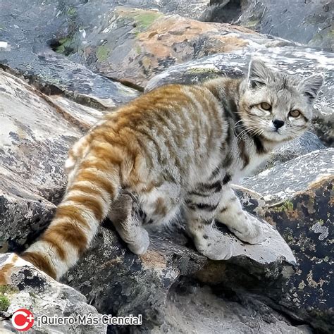 Apareci El Fantasma De Los Andes El Felino M S Amenazado