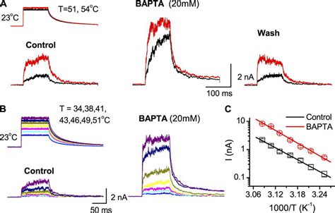 Pharmacophore Of BAPTA A Structures Of The Synthetic Peptides