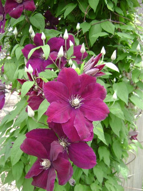 Clematis 'Rouge Cardinal' | UNL Gardens | Nebraska