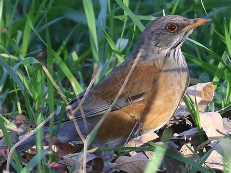 Rufous-backed Robin RBRO – HollandWest