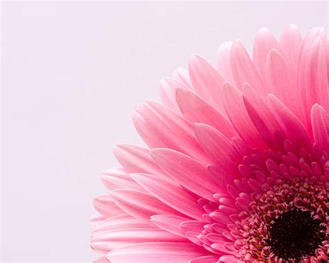 Pink Flower Pedals Stock Photos Pictures And Royalty Free Images Istock