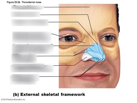 The External Nose Diagram Quizlet