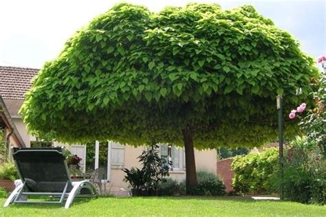 Utente Scoraggiare Spogliati Alberi Per Giardini Grandi Silenzio Isola